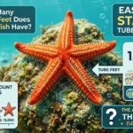 Infographic is showing that How Many Tube Feet Do Starfish Have? Easy Guide