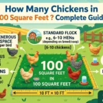Infographic is showing that How Many Chickens in 100 Square Feet? Complete Guide