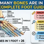 Infographic is showing that How Many Bones Are in Feet? Complete Foot Guide